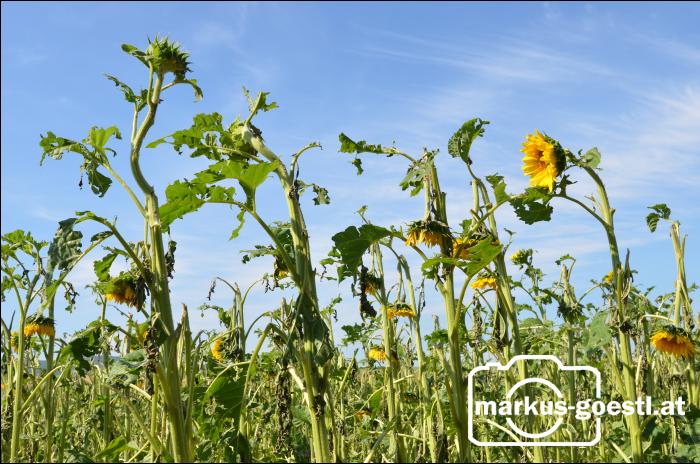 Hagelschaden Sonnenblume