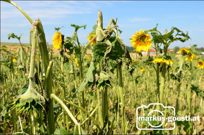 Hagelschaden Sonnenblume