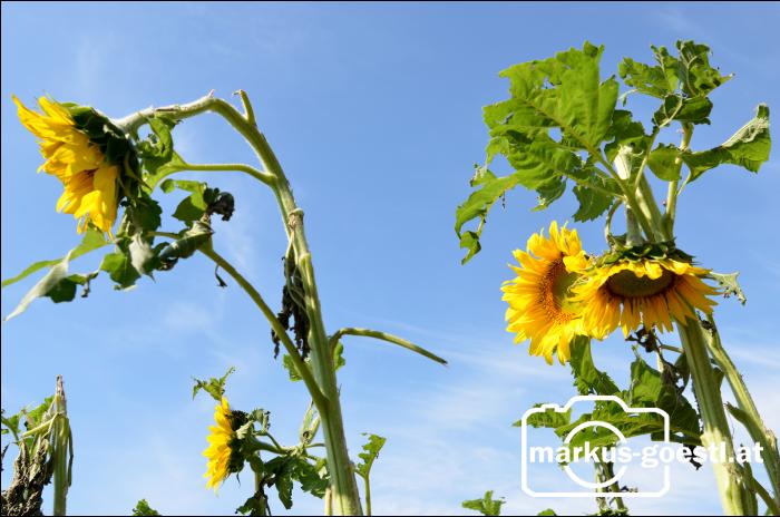 Hagelschaden Sonnenblume