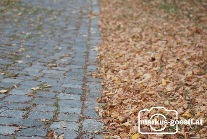 Herbstlaub2