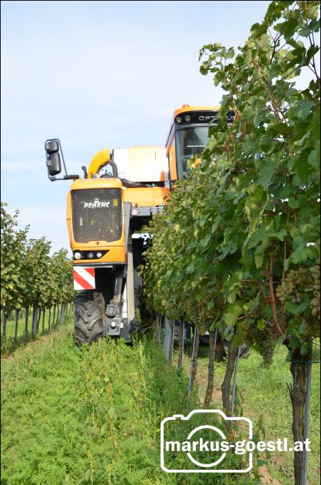 Weingarten Lesemaschine