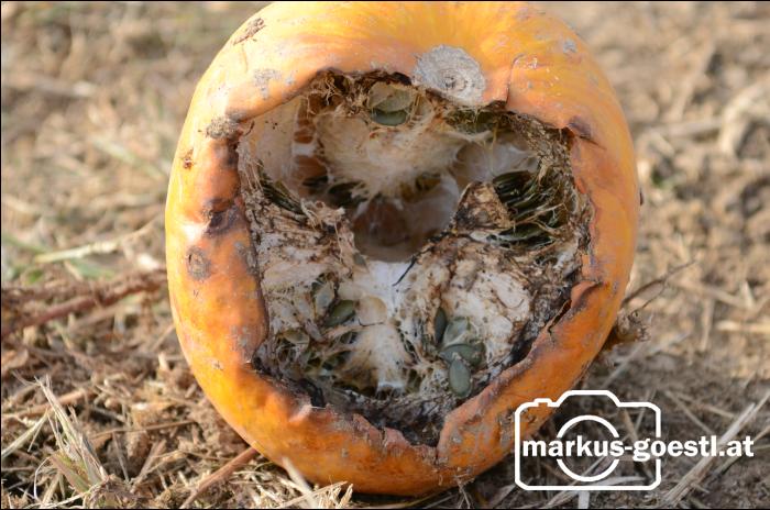 Kürbis aufgebrochen