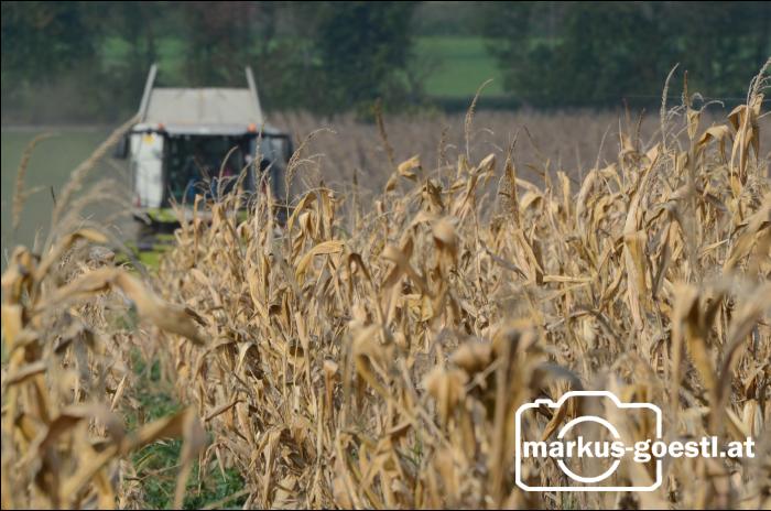 Maisdrusch mit Claas Lexion