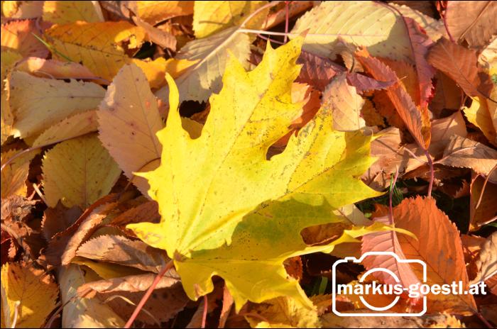 Herbststimmung