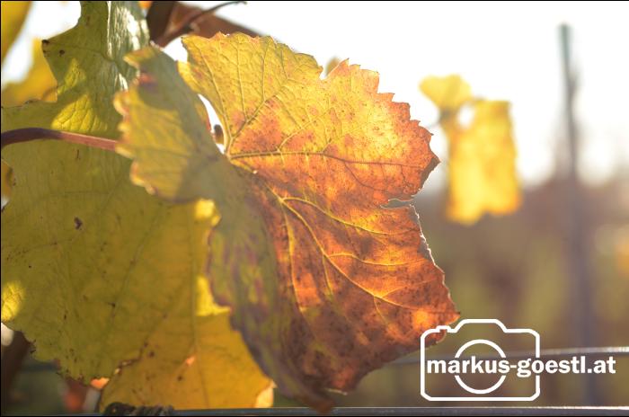 Herbst im Weingarten