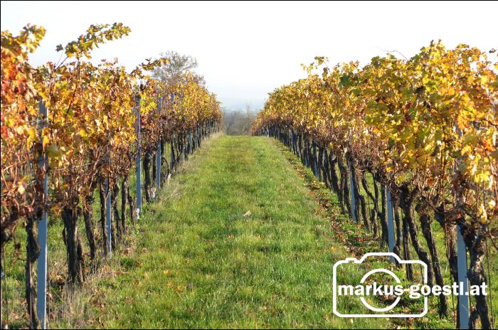 Herbst im Weingarten