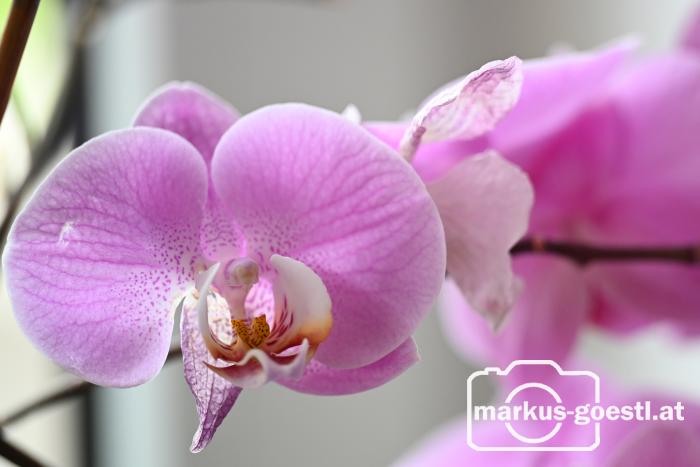Orchidee