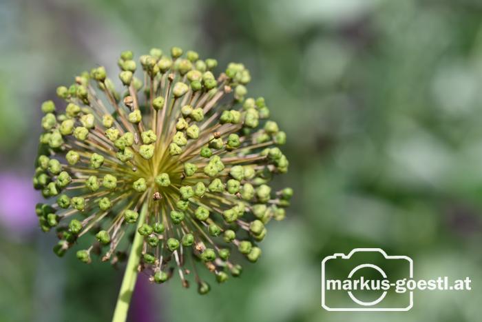 Natur - Blume