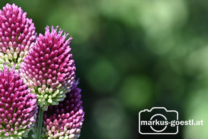 Detail Gartenblumen