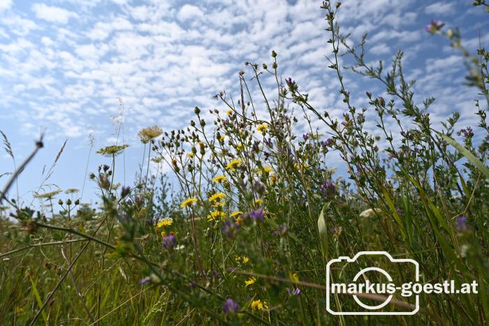 Wiesenblumen