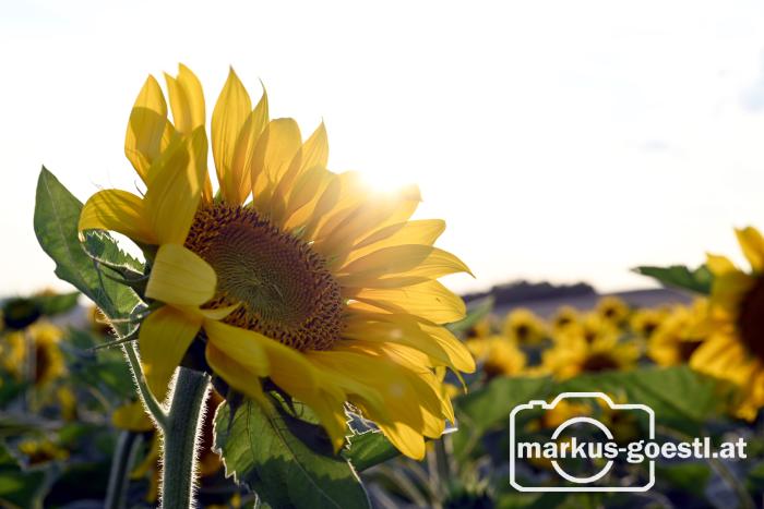 Sonnenblumen