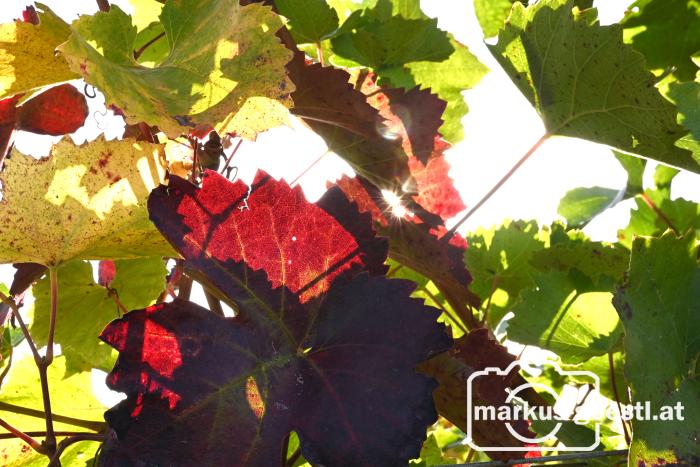 Herbststimmung im Weingarten