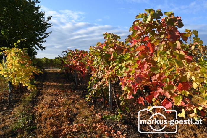 Herbststimmung im Weingarten