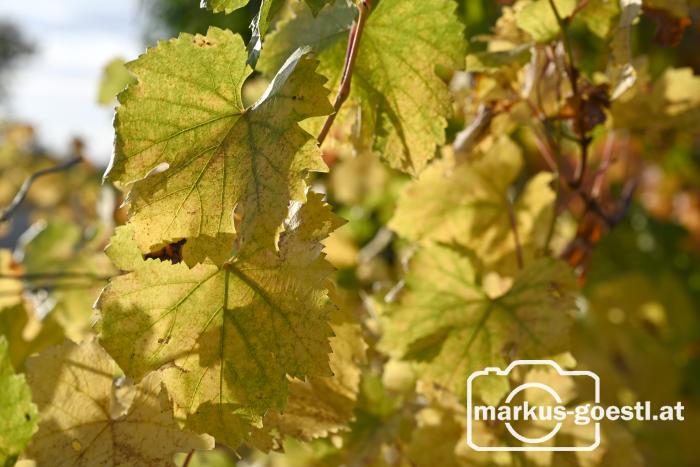 Herbststimmung im Weingarten