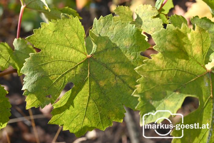 Herbststimmung im Weingarten