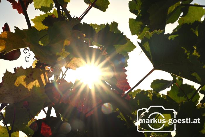 Herbststimmung im Weingarten