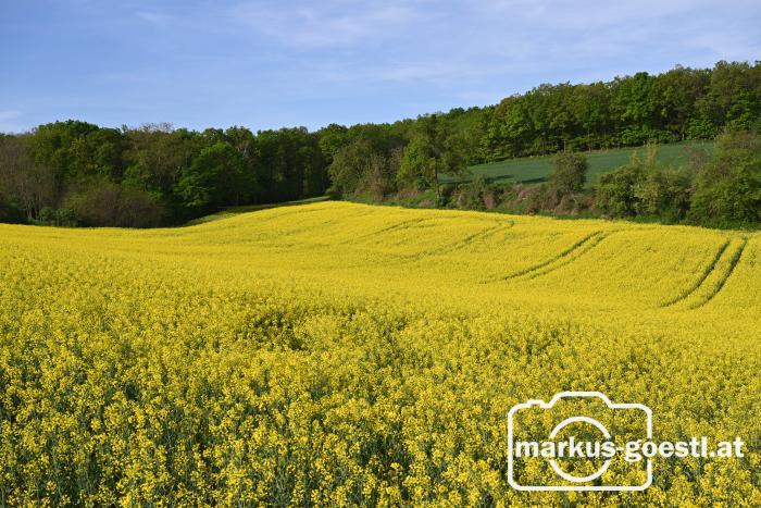 Blühendes Rapsfeld