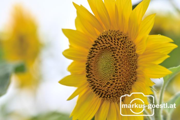 Sonnenblumen