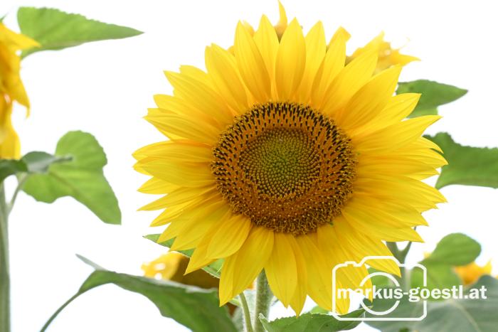 Sonnenblumen