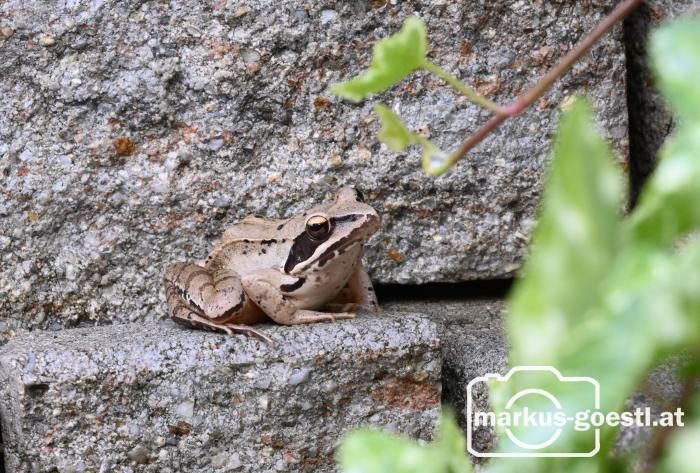 Grasfrosch