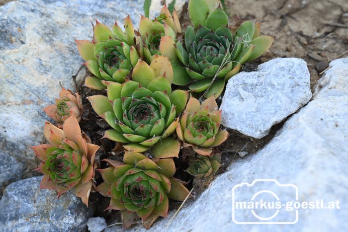 Gartenimpressionen