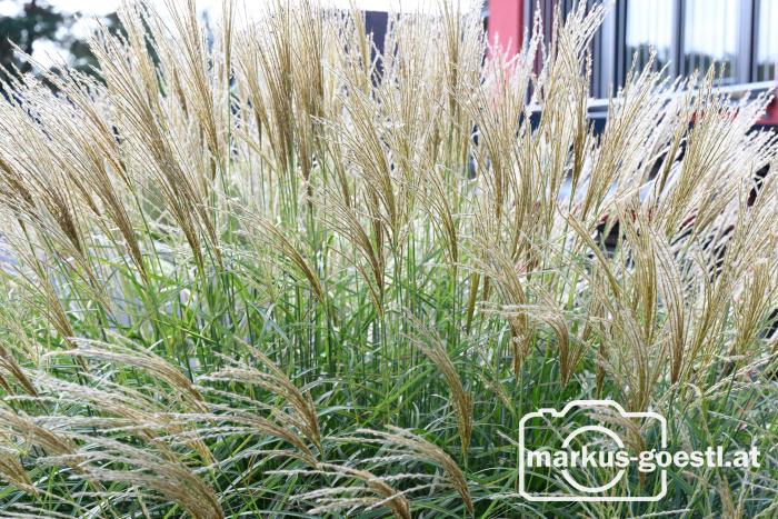 Gartenimpressionen