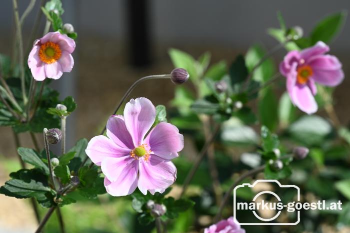 Gartenimpressionen