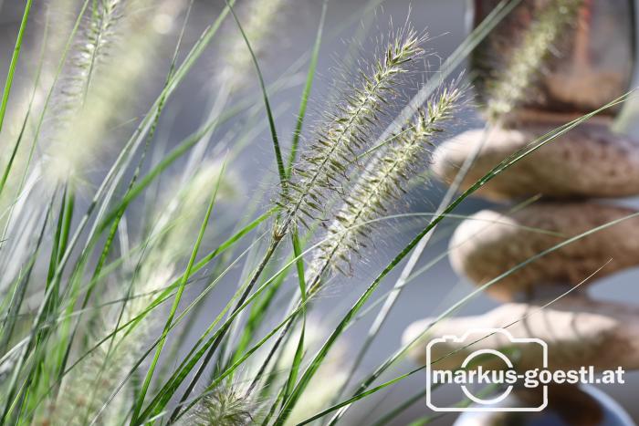 Gartenimpressionen