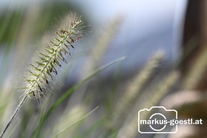 Gartenimpressionen