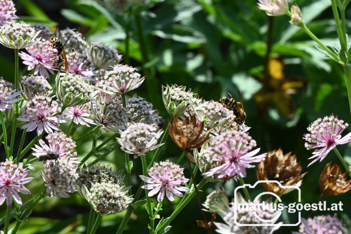 Gartenimpressionen