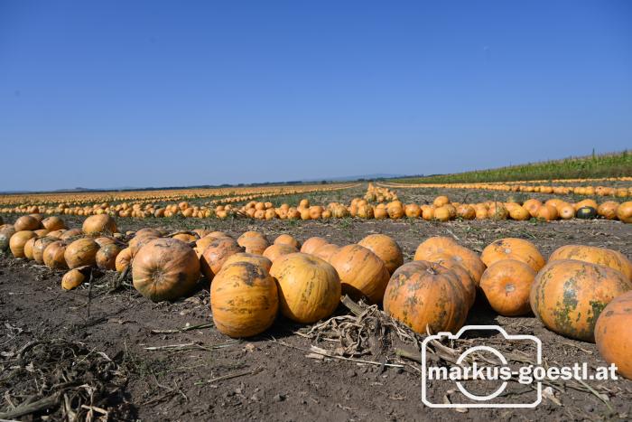 Kürbisfeld vor Ernte
