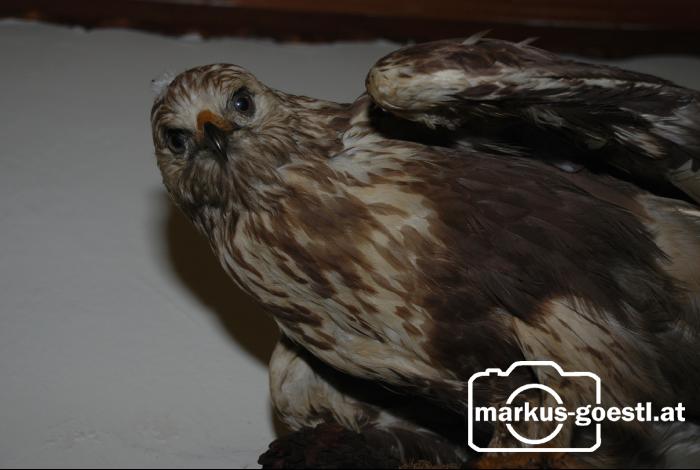 Bussard_Trohäe1