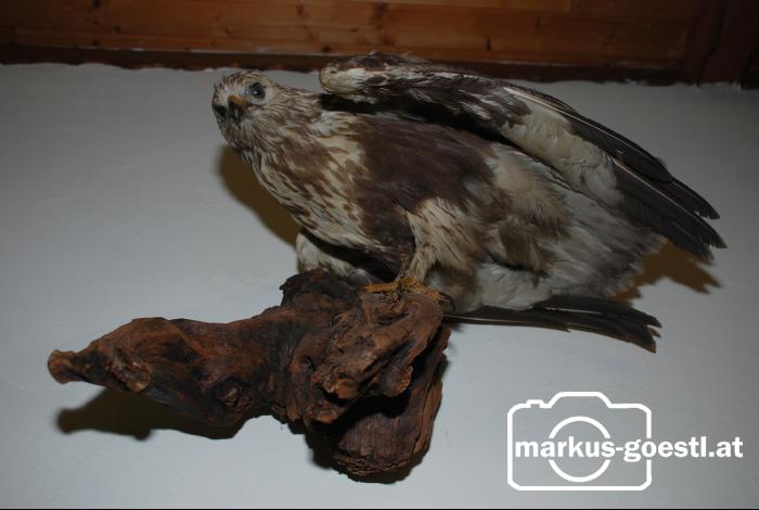 Bussard_Trohäe2