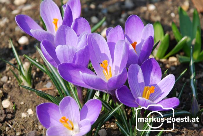 Krokusse
