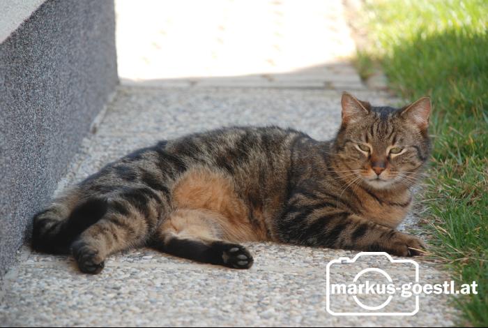 Kater