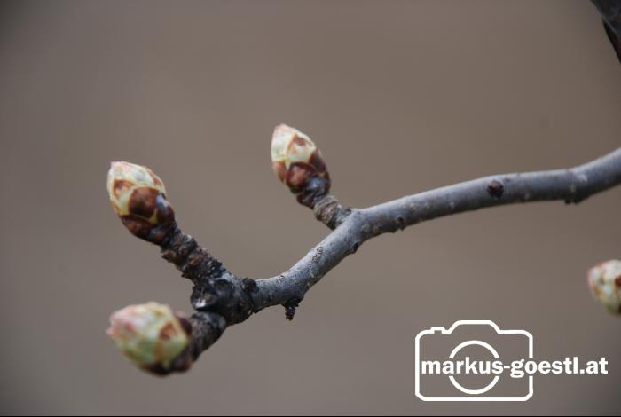 Knospen1