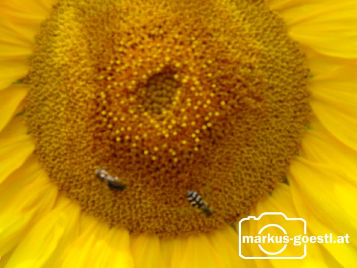 Sonnenblumen 001