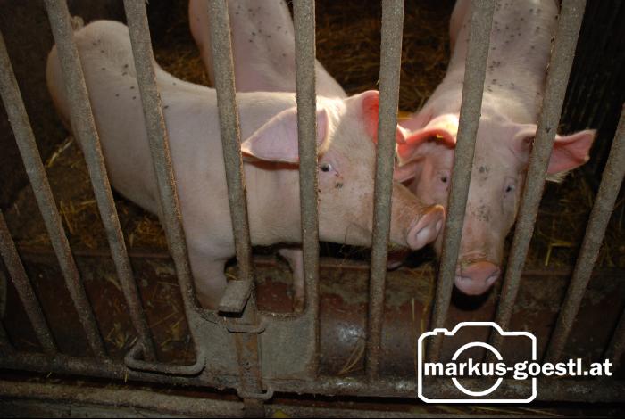 Schweine1