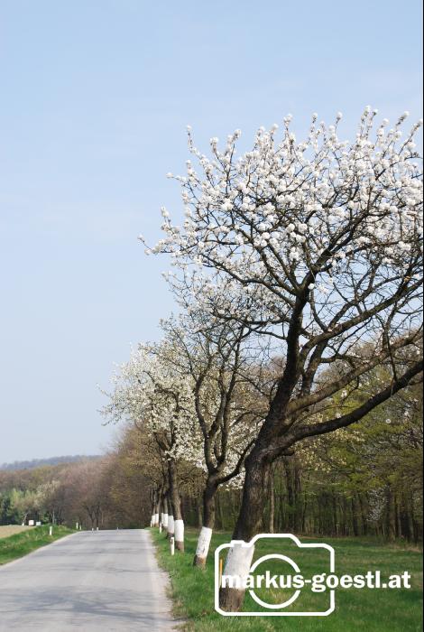 Kirschenblüte3