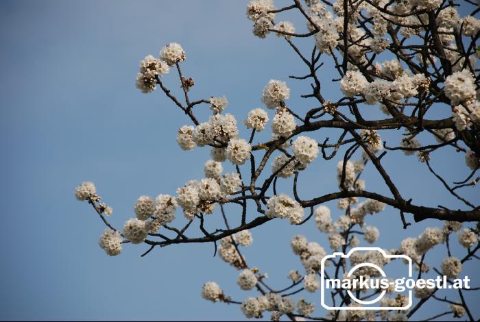 Kirschenblüte1