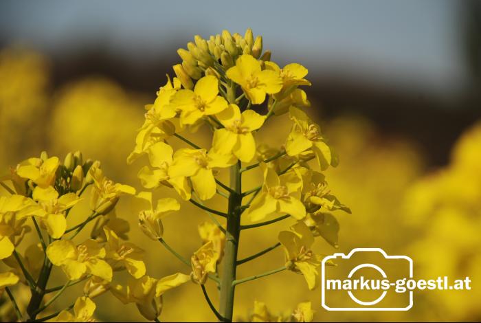Rapsblüte2