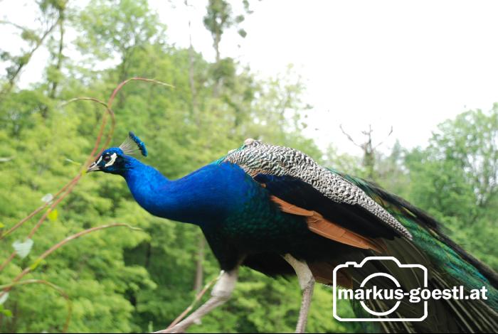 Pfau5