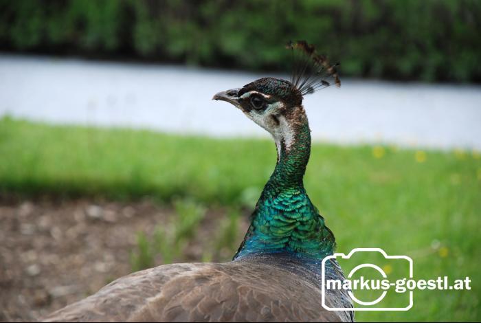 Pfau4