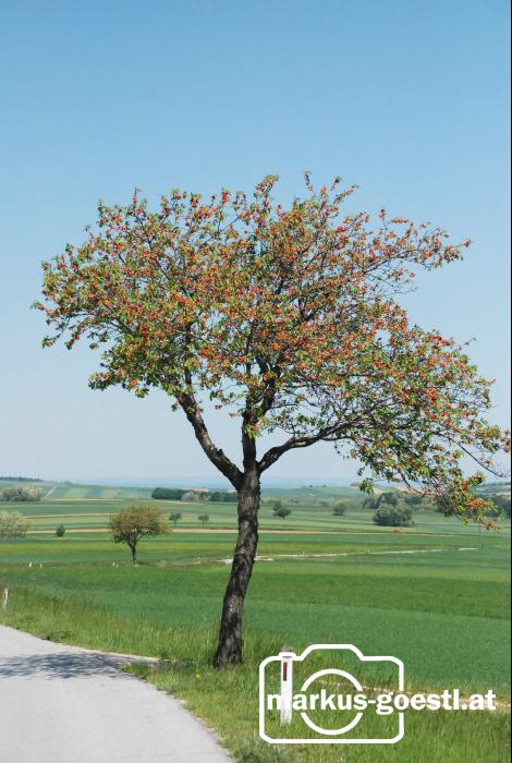 Kirschbaum2