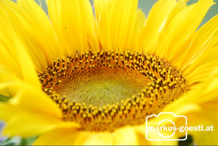 Detail_Sonnenblume1